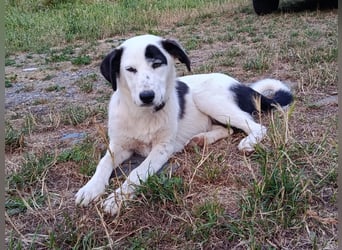 Cokie