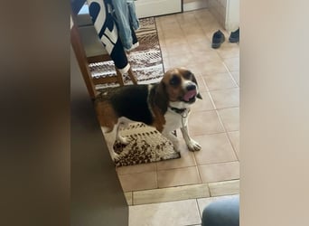 Beagle Mix HUGO (2 Jahre alt) sucht eine Familie!