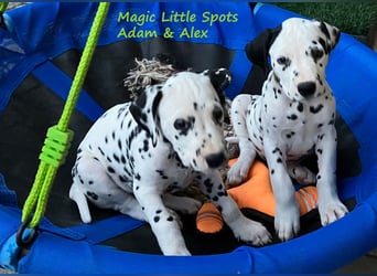 Magic Little Spots - tolle Dalmatinerwelpen aus verantwortungsvoller VDH Zucht