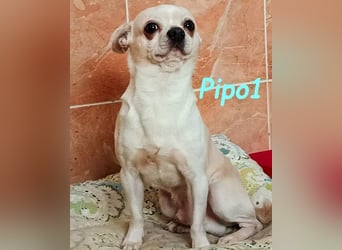 Pipo1 geb. 06/2022 (ESP) - charakterstarker, kleiner Chihuahua!