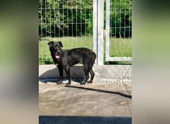 zierliche kleine Terrier Mischlings Hündin Lilly sucht ein Zuhause oder PS