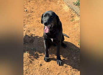 unproblematischer, feiner Hundkerle