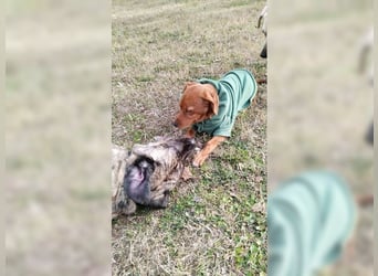 Lustige, soziale, katzenfreundliche Hündin Karamel