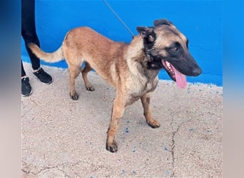 Tintin, traumhafter Malinois Rüde mit bestem Charakter, sehr sozial   Steckbrief Name: Tintin Rasse: