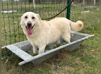 Fibi, geboren 01.06.2021, 50cm sucht ihr Körbchen