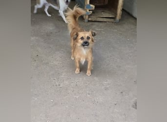Sly, 3 ½ jähriger Bub, klein, schüchtern, sozial, interessiert