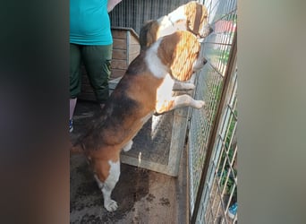 Nanook, freundlicher und aktiver Beagle, geb. 03/2022