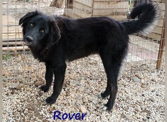 Rover 04/2024 (GRC) - ruhiger, geselliger und liebenswerter Junghund!