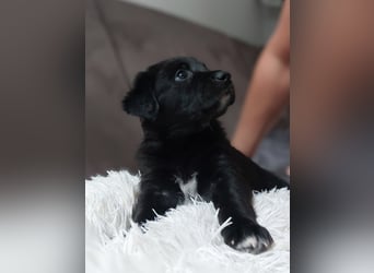 Wunderschöne Labrador-Mix Welpen