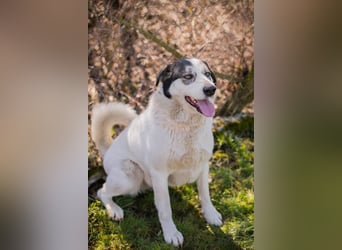 FLY - die nette und aufgeschlossene Hündin liebt Menschen und andere Hunde