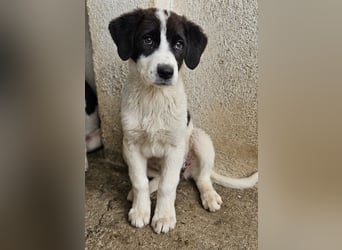 Zenzi, geb. ca. 01/2025, lebt in GRIECHENLAND, im städt. Tierheim Serres