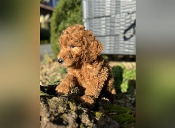 GoldenDoodle Welpen 