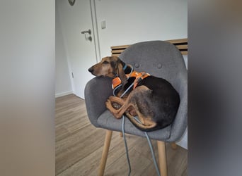 Rocco  - dringend - ein Überlebenskünstler sucht ein neues Zuhause