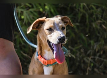 Bonyo, Mix Labrador / Podengo, lieb und sozial