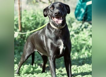 Charlie5 10/2021 (ESP) - verspielter und neugieriger Podenco-Mix hat Lebensfreude im Gepäck!