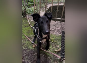 Susi sucht ihre Lieblingsmenschen (10709 Berlin)