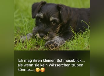 Molly - bezauberndes Zwergschnauzer- Mädchen sucht ab sofort ihr Für-Immer-Zuhause