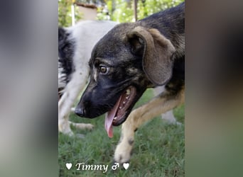 Adam, Ajax und Timmy suchen ein Zuhause