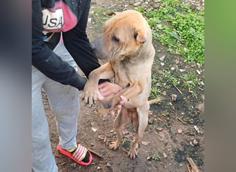 Süße Shar-Pei Dame auf der Suche nach ihrem Für-Immer-Zuhause