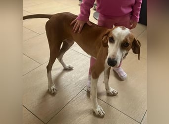 Annie – unkompliziert, freundlich und bereit für ihr Zuhause. Auf PS in DE!