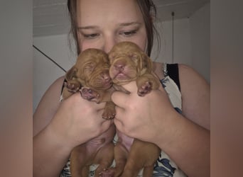 Magyar vizsla mit ahnentafel