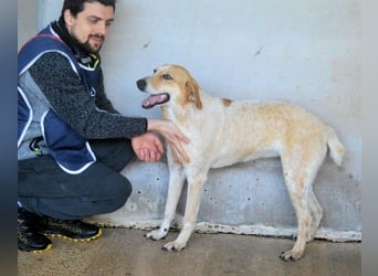 Molletta - Junghündin sucht Anschluss mit Streicheleinheiten