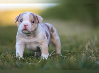 Unglaublich schöne American Bully Welpen!