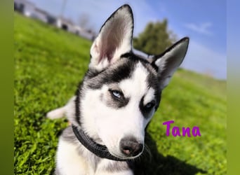 Tana geb. 11/2024 (ESP) - neugierige und sportliche, wunderschöne Husky Junghündin!