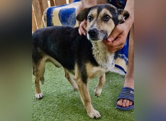 Muffin möchte aus dem Shelter geholt werden