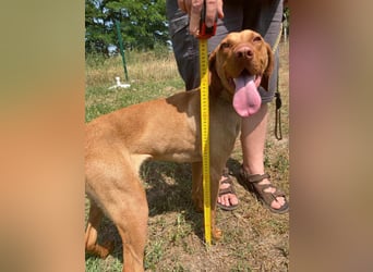 Daisy, geboren 01.12.2023, 58cm sucht ihre Menschen