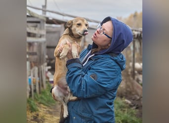 Kleiner Tierschutzhund Bröse❤️sucht Zuhause oder Pflegestelle