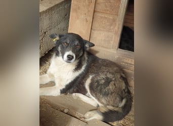 ♥RAMON♥ verschmuster, sehr menschenbezogener, ruhiger Rüde 51 cm