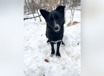 Freundlicher LEWI ist ein absoluter Gute-Laune-Hund