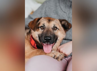 Hundemädchen Chloe sucht Familie