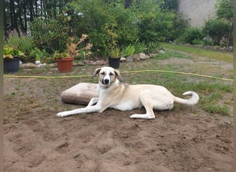 Ivy, wunderschöne Windhund Mix Hündin sucht aktives Zuhause