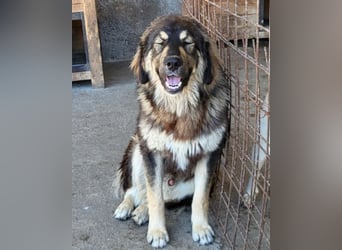 Aramis ❤️ liebevoll aufgeweckter Jungrüde