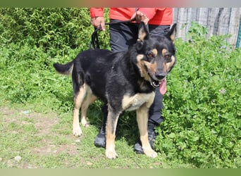 Nana, Mix Schäferhund / Collie, lieb und sozial