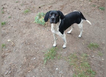 Penni sucht ein Zuhause