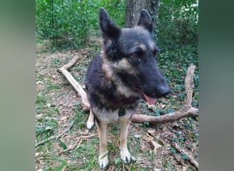 LIZA Collie-Schäferhund Mix