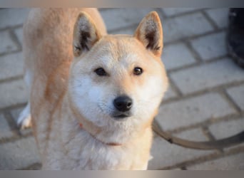 Bailey - freundliche, ruhige Hündin mit offenem Wesen