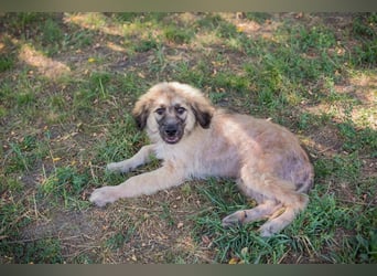 Chip 231427: Hundekind sucht ein Zuhause