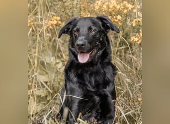 PAULI - Freundlicher Schäferhund sucht erfahrenes Zuhause