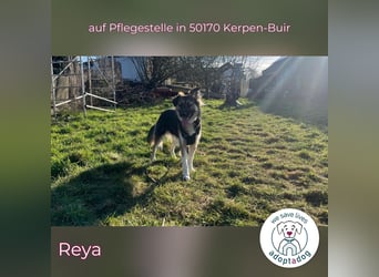 Reya: Wunderschön und voller Energie (auf Pflegestelle in 50170 Kerpen-Buir)