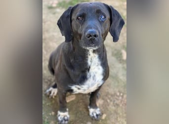 Hailey, geb. ca. 06/2015, lebt in GRIECHENLAND, auf einem Gelände, Hunde werden notdürftig versorgt