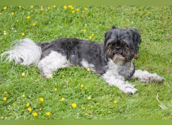 Sir Bobby - kinderlieber, gut erzogener Schatz - Tierhilfe Franken e.V.