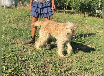 Jackline, süße Briard Hündin sucht …..