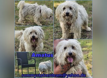 Amatus ist charmant und intelligent