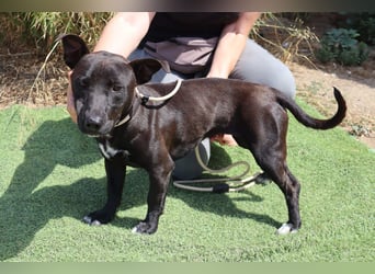 Cisco, Terrier-Mix, lieb und sozial