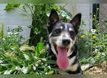 Negan(CO) Einzelprinz sucht eine ruhige Familie zum lieb haben