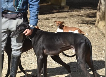 Faro2 05/2022 (in Deutschland) - verspielter und lieber, bezaubernder Galgo!